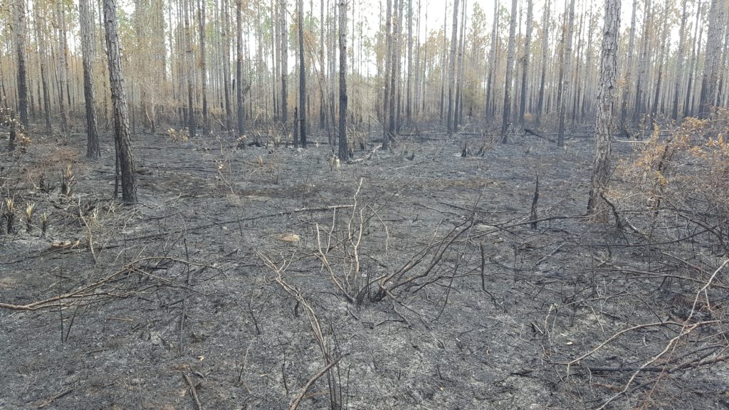 Aucilla River Controlled Burns