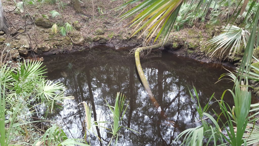 Palm Tree Growing In Sink