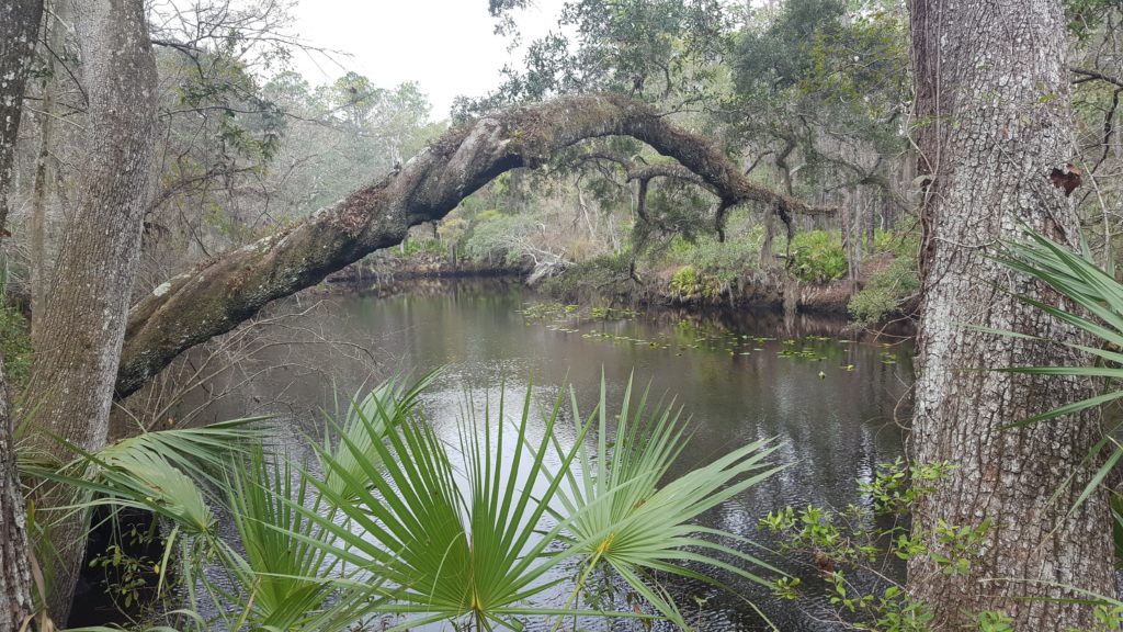 Lilly Pads on an Aucilla Sink