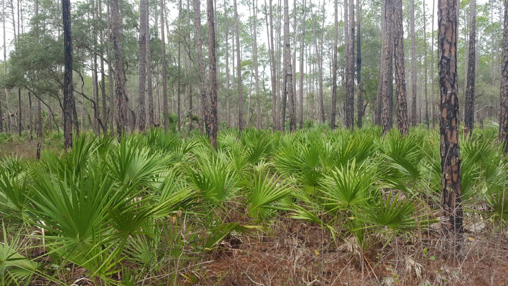 Aucilla River Forest