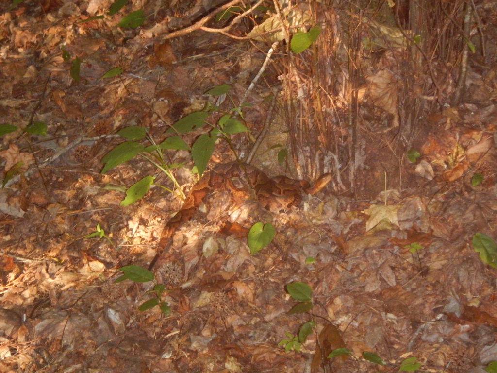 Anthony Galluscio Foothills Trail Snake Encounter