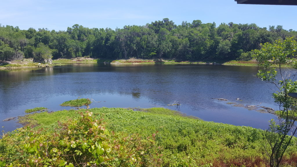 La Chua Trail Alligators Basking