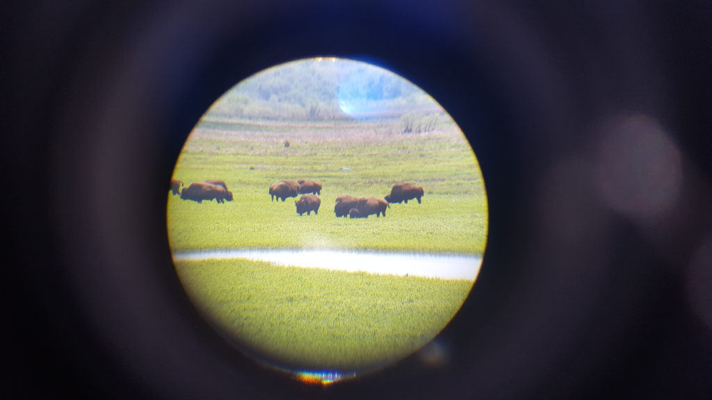 La Chua Trail Bison #1