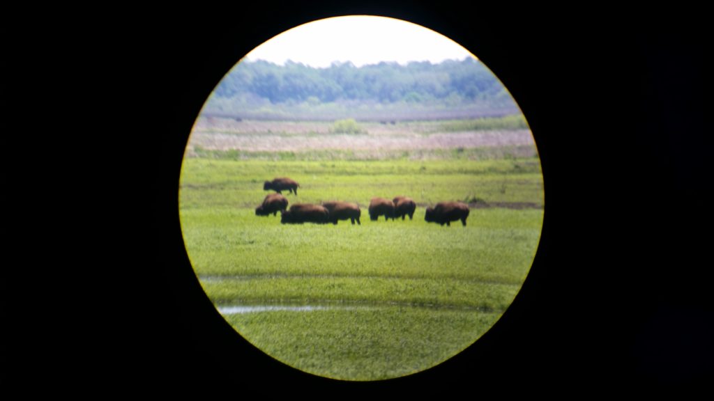 La Chua Trail Bison #2