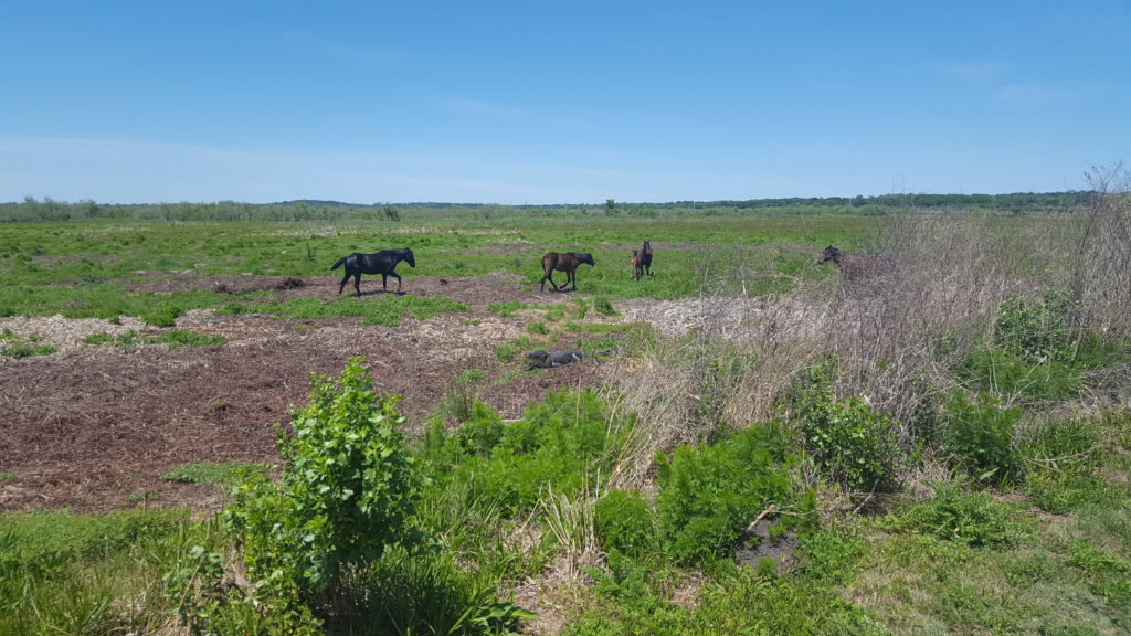 La Chua Trail Wild Horses and Alligator