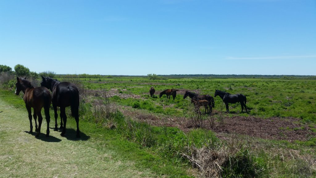 La Chua Trail Wild Horses #2
