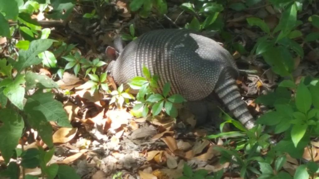 La Chua Trail Armadillo